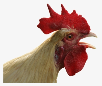 Transparent Rooster Head - Differenza Tra Pollo E Gallina, HD Png Download, Free Download