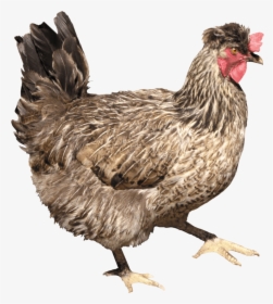 Chicken - Png Chicken, Transparent Png, Free Download