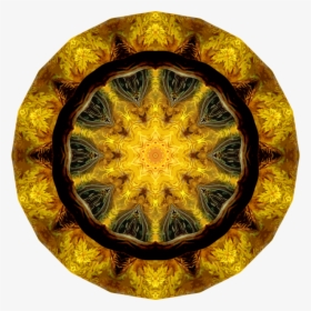 Circle,organism,symmetry - Circle, HD Png Download, Free Download