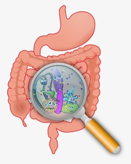 Intestinal Microbiota, HD Png Download, Free Download