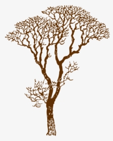 Tree, Bare, Ecology, Environment, Nature, Forest - Brown Tree Png, Transparent Png, Free Download