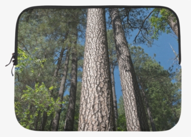 Transparent Tall Pine Tree Png - Grove, Png Download, Free Download