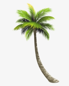 Coconut Tree Png Vector, Transparent Png, Free Download