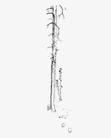 Calligraphy, HD Png Download, Free Download