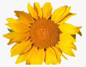 Sunflower Isolated Object Png - Yellow Object Png, Transparent Png, Free Download