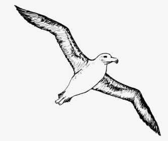 Bird Albatross Tattoo Gulls - Albatross Clipart, HD Png Download, Free Download