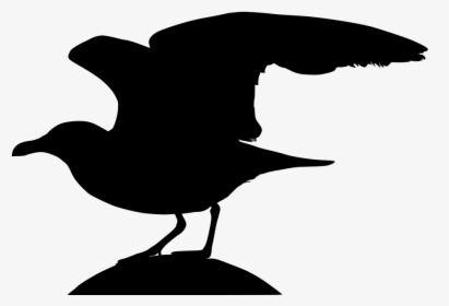 Transparent Seagull Silhouette Png - Seabird, Png Download, Free Download