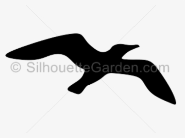 Seagull Silhouette Cliparts - European Swallow, HD Png Download, Free Download