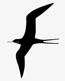 Tern Purple Martin Frigate Free Picture - Bird Clip Art, HD Png Download, Free Download