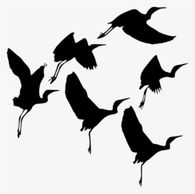 Silhouette, Bird, Fly, Wildlife, Flight, Gathering - Gambar Bayangan Burung Terbang, HD Png Download, Free Download