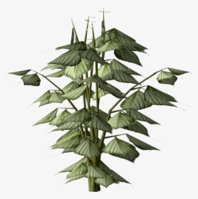 Bean Plant Png - Tree, Transparent Png, Free Download
