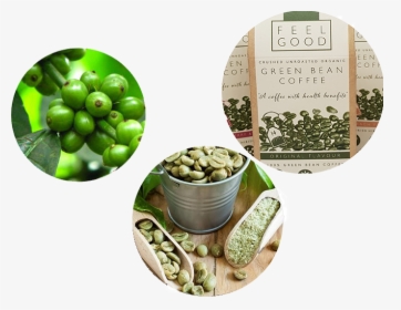 Green Bean Coffee From Tree To Packaging Picture - Green Coffee Ke Fayde, HD Png Download, Free Download