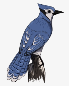 Blue Jay - Realistic Blue Jay Drawings Transparent PNG - 1017x786 - Free  Download on NicePNG