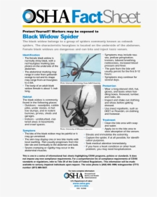 Black Widow Spider Facts Sheet, HD Png Download, Free Download
