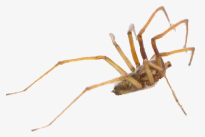 Spider Png Photo - Araneus, Transparent Png, Free Download