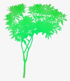 Tropical Plants Png Transparent Images - Plumeria Rubra Png, Png Download, Free Download