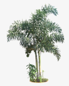 Transparent Tree Cutout Png - Tropical Tree Png, Png Download, Free Download