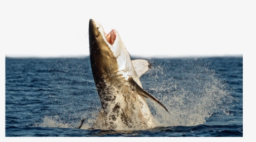 Great White Shark Megalodon Shark Attack Unmanned Aerial - Great White Shark Jumping, HD Png Download, Free Download