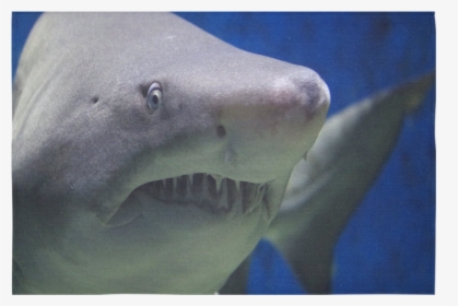 Great White Shark Attack Cotton Linen Wall Tapestry - Great White Shark, HD Png Download, Free Download