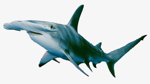 Hammerhead Shark Transparent Background, HD Png Download, Free Download