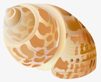 Seashell Png - Sea Shell Transparent Png, Png Download, Free Download