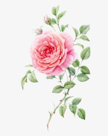 Watercolor Rose Pink Png, Transparent Png, Free Download