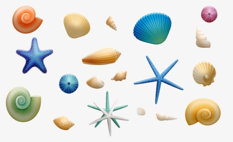Sea Shells, Starfish, Shells, Beach, Sea, Shell, Ocean - Conchas De Mar Png, Transparent Png, Free Download