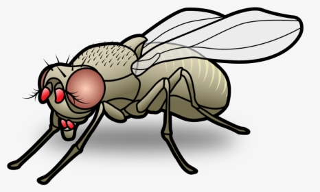 Home - Cartoon Transparent Fly Png, Png Download, Free Download