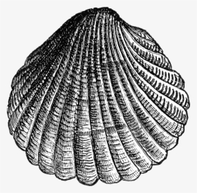 Cockle Clipart, HD Png Download, Free Download