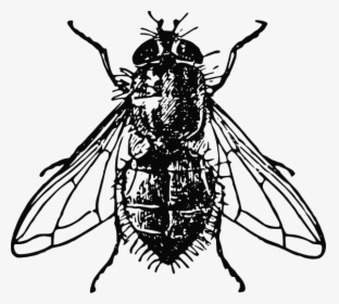 Peterm Housefly Clip Art - Fly Image Black And White, HD Png Download, Free Download