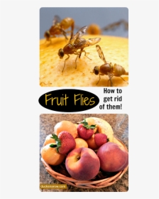How To Get Rid Of Fruit Flies Naturally - Mexican Fruit Fly, HD Png Download, Free Download