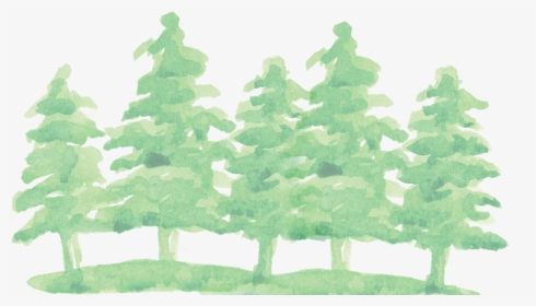 Watercolor Pine Tree Png - Transparent Watercolor Tree Png, Png Download, Free Download