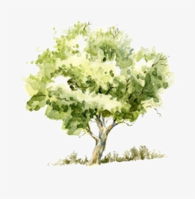 Pencil Sketch Tree Trees Watercolor Painting Drawing - Tree Watercolor