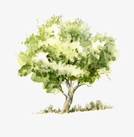 Pencil Sketch Tree Trees Watercolor Painting Drawing - Tree Watercolor, HD Png Download, Free Download