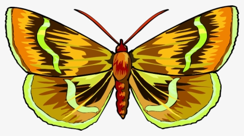 Butterfly - Brush-footed Butterfly, HD Png Download, Free Download