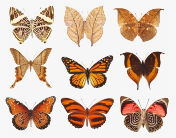 Butterfly, Collection Of Butterflies, Wings, Insects - Monarch Butterfly, HD Png Download, Free Download