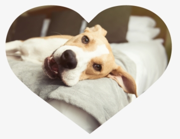 Dog Sitting Heart Image 1 - Pet–friendly Hotels, HD Png Download, Free Download