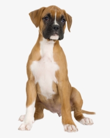 Dog Half Sitting Png - Boxer Dog Transparent Background, Png Download, Free Download