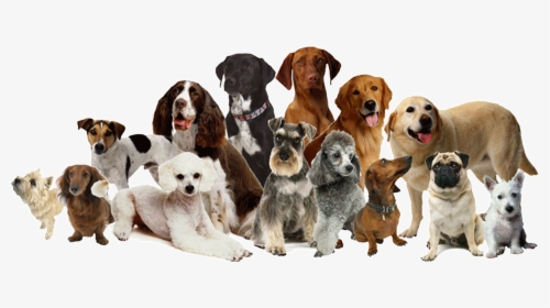 Daycare Sitting Pet Dog Cat Grooming Clipart - Many Breeds Of Dogs, HD Png Download, Free Download