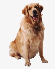 Transparent Background Sitting Dogs Png - Sitting Dog Png, Png Download, Free Download