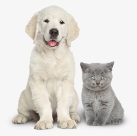 Dog And Cat Together, HD Png Download, Free Download