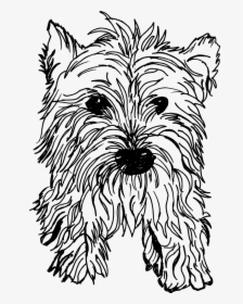 Sporting Lucas Terrier, HD Png Download, Free Download