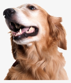 Dog Looking Png Picture - Golden Retriever Teeth, Transparent Png, Free Download