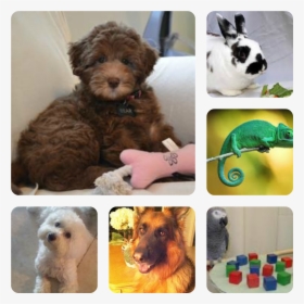 Dog Sitting Png, Transparent Png, Free Download