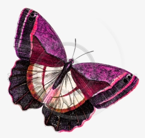 Pink Butterfly Png, Transparent Png, Free Download