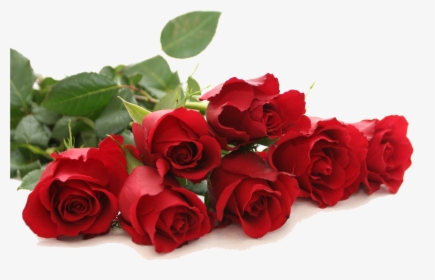 Red Rose Png Free Download - Good Morning Rose Images Download, Transparent Png, Free Download