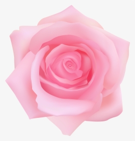 Garden Roses Centifolia Roses Clip Art, HD Png Download, Free Download