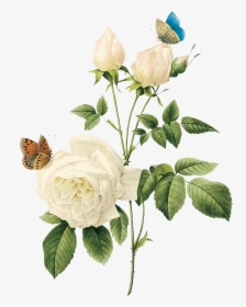 Mint Green Roses Png - White Rose Png, Transparent Png, Free Download