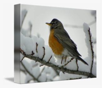 Robin, HD Png Download, Free Download