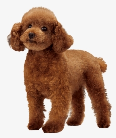 Miniature Poodle Standard Poodle Cockapoo Goldendoodle - Toy Poodle Png, Transparent Png, Free Download
